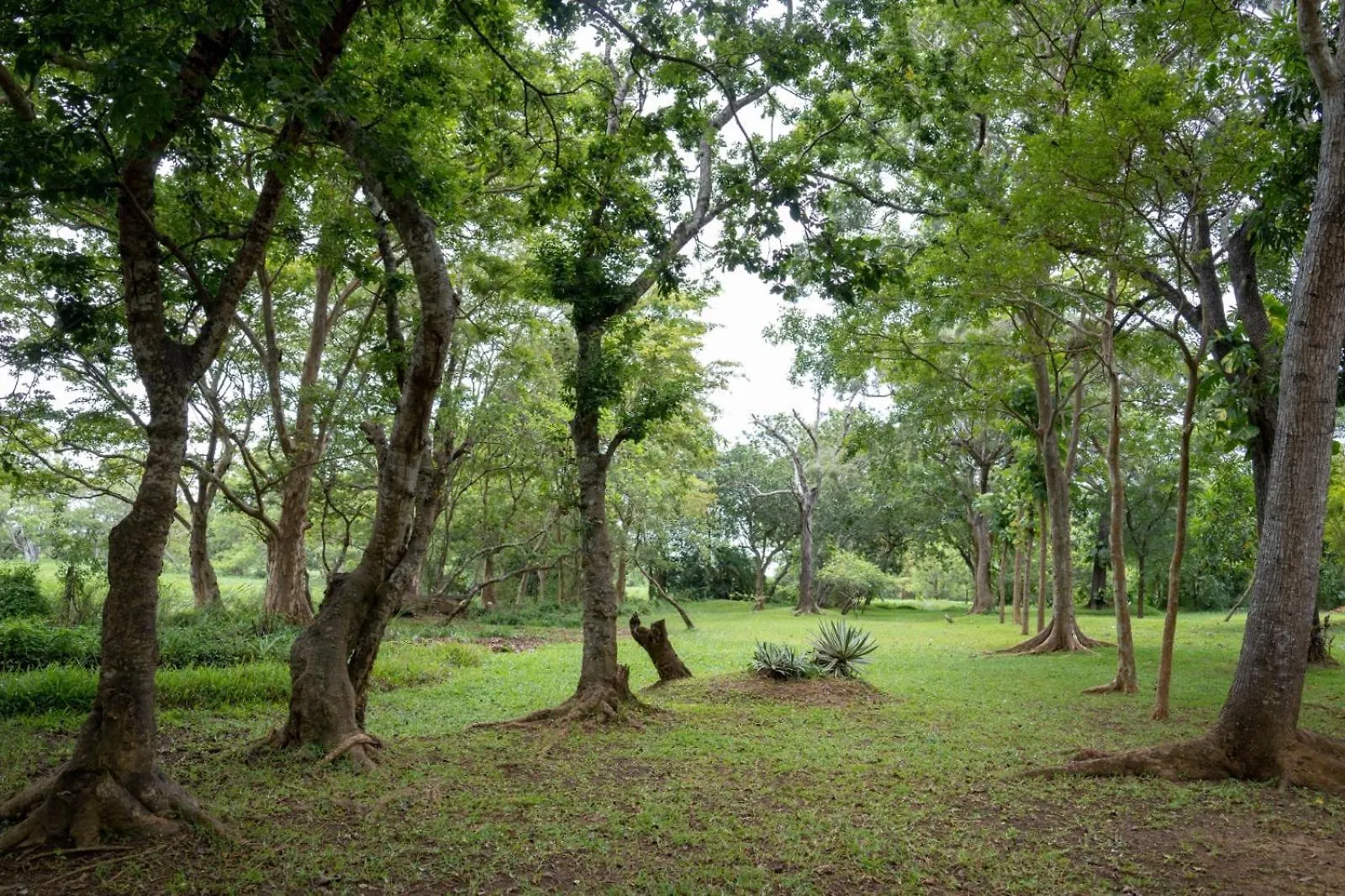 Upies Folly Lakeside Bungalow Hotel Habarana Sri Lanka